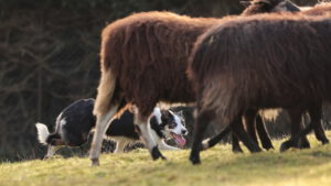 Von Genie und Wahnsinn – Ergebnisse der Umfrage zum Verhalten von Border Collies