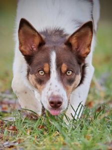 Vererbung von Verhalten beim Hund – eine Zusammenfassung