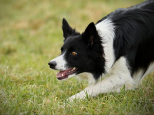 Grundlagen angewandter Genetik für die Hundezucht