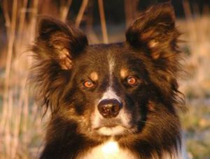 Einflussmöglichkeiten des Züchters auf das Temperament eines Border Collies