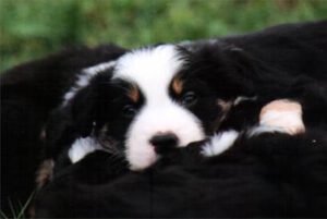 Sozialisation und Habituation – überlebenswichtiger Frühsport für’s Welpengehirn