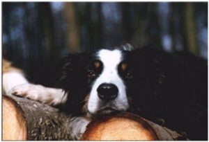 “Quo vadis Border Collie?”