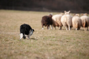 Molekulargenetische Untersuchungen und Ermittlung von Zuchtwerten zur idiopathischen Epilepsie beim Border Collie in Deutschland