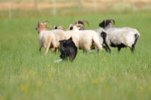 Epilepsie beim Border Collie