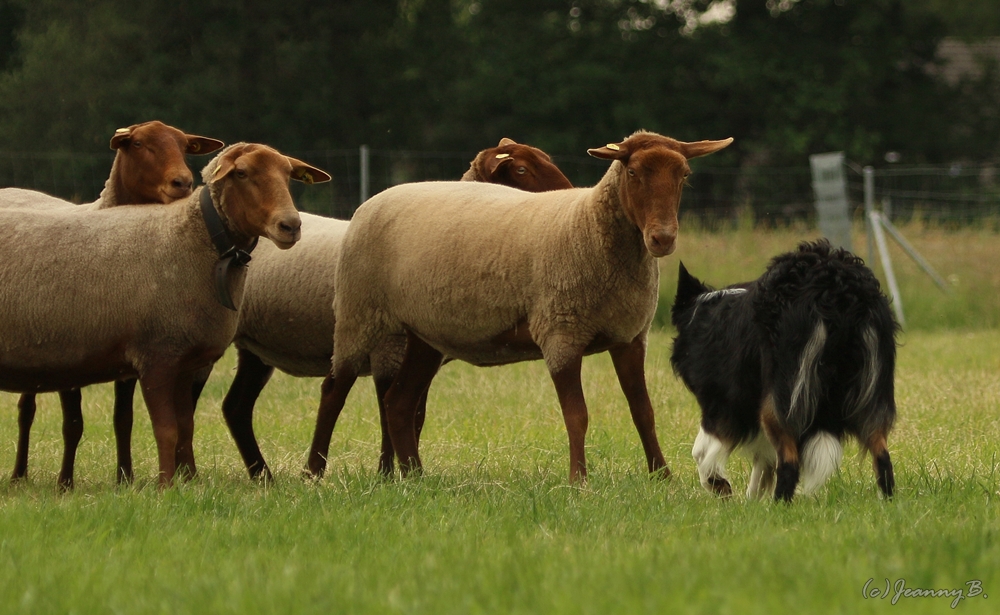 Einhüten Ramona 409.1000