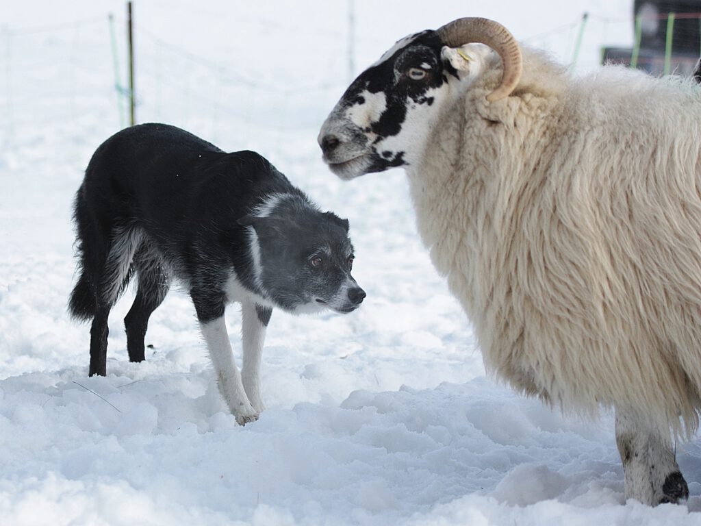 Floh@work-FoJeannyBlüggel