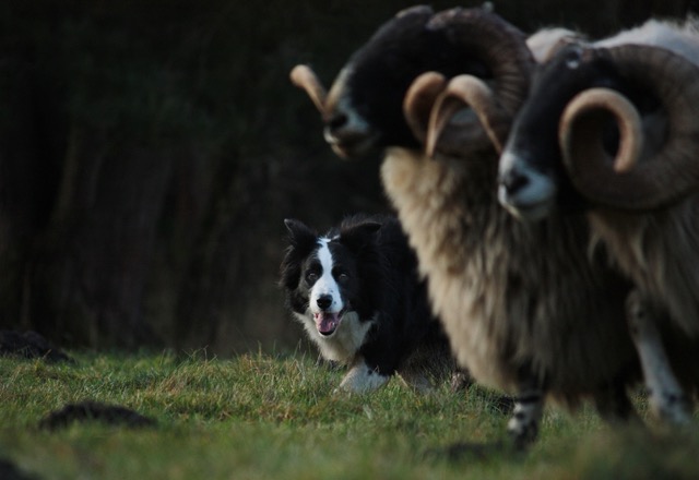 Mittel (Any@work-29.12 (148))