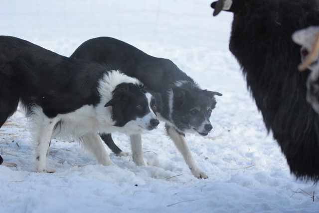 Mittel (Grischdiene-02.01.2011 319)