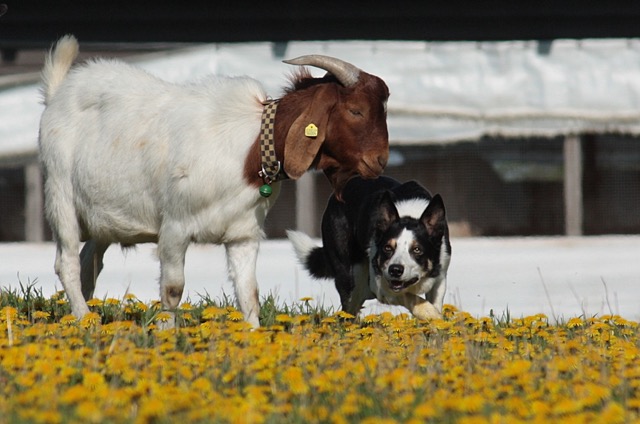 Mittel (UrlaubMecPom2014-1 088)