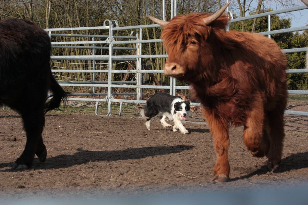 RinderhütenbeiFelix 803