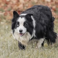 Miniaturansicht für das Anzeigenbild