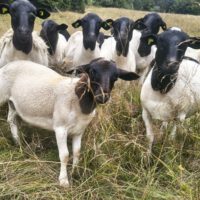 Miniaturansicht für das Anzeigenbild